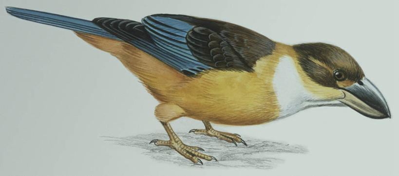 无人,横图,全景,插画,白色背景,侧面,数码,科技,翠鸟,鸟,野生动物,阴影,科学,网络,鸟类,高光,几何,计算机图形,合成,图画,画,白色,自然,动物,环境,电脑合成图,数码合成图,生物学,合成图,漫画,写实,具体,具象,蓝翠鸟,鱼虎,鱼狗,大翠鸟,彩图,动物学