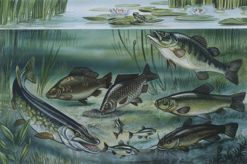 游泳,无人,横图,插画,室外,数码,科技,水下,海洋,水,睡莲,鲶鱼,野生动物,鳟鱼,叶子,阴影,科学,网络,蛙,池塘,高光,几何,计算机图形,合成,图画,画,自然,多样,淡水鱼,环境,电脑合成图,数码合成图,生物学,合成图,水生植物,漫画,写实,具体,具象,彩图,食物链,动物学,淡水