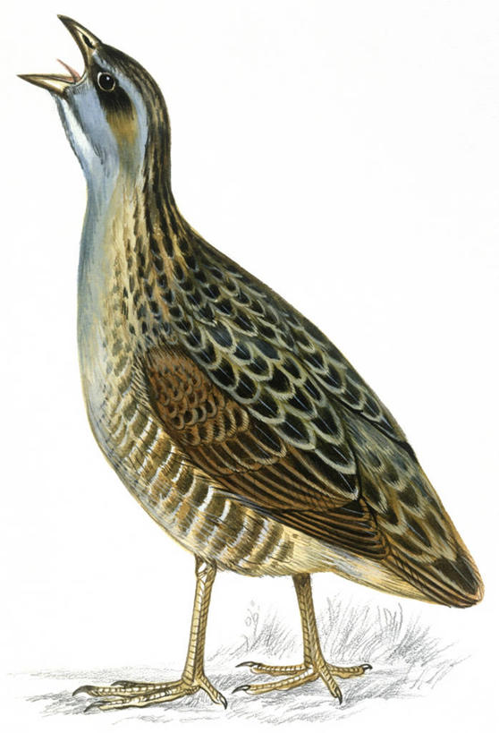 无人,站,竖图,插画,白色背景,侧面,数码,科技,野生动物,阴影,科学,网络,鸟类,高光,几何,计算机图形,合成,图画,画,白色,自然,动物,环境,电脑合成图,数码合成图,生物学,合成图,漫画,写实,具体,具象,黑水鸡,秧鸡,彩图,动物学