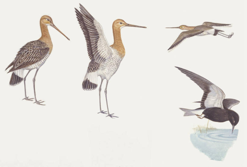 无人,横图,插画,室外,白色背景,数码,科技,野生动物,阴影,科学,网络,燕鸥,高光,几何,计算机图形,合成,图画,飞,画,白色,自然,环境,水禽,电脑合成图,数码合成图,生物学,合成图,漫画,写实,具体,具象,黑尾塍鹬,彩图,动物学,黑燕鸥