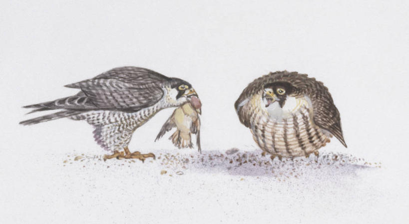 无人,吃,横图,插画,室外,白色背景,数码,科技,野生动物,阴影,科学,网络,鸟类,捕食,高光,几何,计算机图形,合成,图画,画,白色,自然,动物,两只,环境,电脑合成图,数码合成图,生物学,合成图,漫画,猎鹰,写实,具体,具象,游隼,彩图,动物学