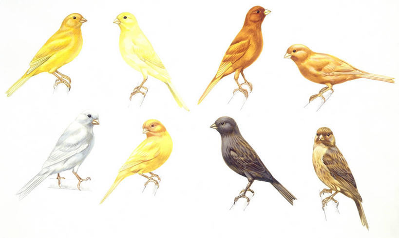 无人,横图,插画,白色背景,侧面,数码,科技,野生动物,阴影,科学,网络,鸟类,高光,几何,计算机图形,合成,图画,画,白色,自然,动物,栖息,多样,环境,电脑合成图,数码合成图,生物学,合成图,漫画,金丝雀,写实,具体,具象,畸形,彩图,动物学