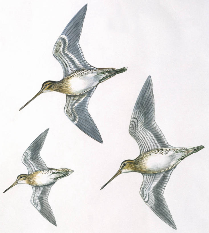 无人,竖图,插画,白色背景,数码,科技,野生动物,三只,阴影,科学,网络,翅膀,鸟类,高光,几何,计算机图形,合成,图画,飞,画,白色,自然,环境,电脑合成图,数码合成图,生物学,合成图,漫画,写实,具体,具象,鹬,彩图,动物学