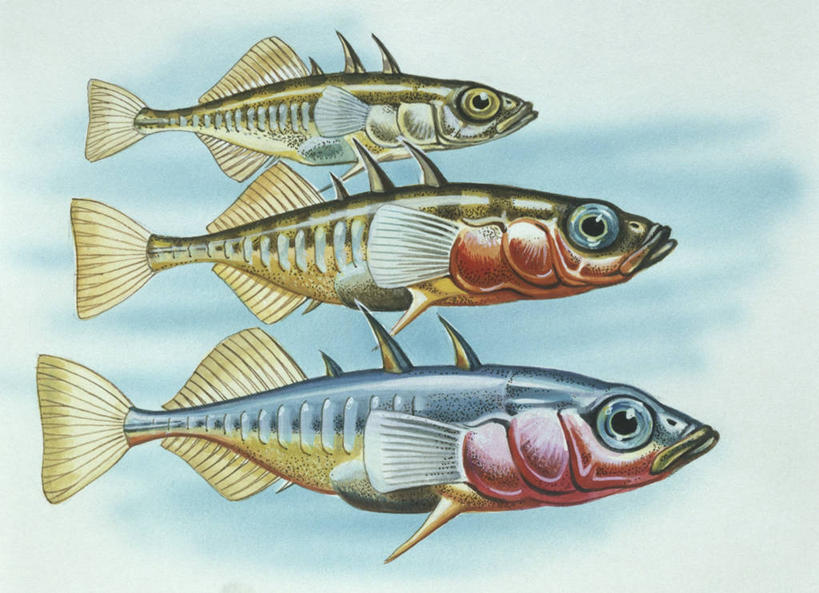 游泳,无人,横图,插画,侧面,数码,科技,水下,三只,一排,阴影,整齐,科学,网络,高光,几何,计算机图形,合成,图画,画,排列,自然,摄影,环境,电脑合成图,数码合成图,锋利,生物学,尖锐,鳍,合成图,队列,漫画,写实,具体,具象,背鳍,彩图,动物学,鳃