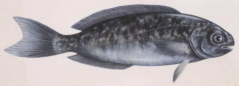 海鲜,无人,横图,全景,插画,白色背景,侧面,数码,科技,热带鱼,阴影,科学,网络,鱼,高光,几何,计算机图形,合成,鲭鱼,图画,水产,鱼类,海洋生物,画,白色,自然,动物,花池鱼,花鲱,花鳀,鲈鱼,青花鱼,鲐鲅鱼,油胴鱼,环境,电脑合成图,数码合成图,生物学,鳍,合成图,水生动物,海产品,水生物,漫画,海底动物,写实,具体,具象,背鳍,琥珀鱼,花鲈,鲈板,鲈子鱼,彩图,动物学