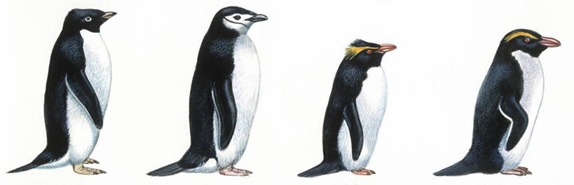 无人,横图,全景,插画,室内,白色背景,侧面,数码,科技,企鹅,野生动物,四只,一排,阴影,整齐,科学,网络,高光,几何,计算机图形,合成,图画,画,排列,白色,自然,动物,可爱,活泼,多样,环境,电脑合成图,数码合成图,生物学,合成图,队列,帽带企鹅,跳岩企鹅,漫画,写实,具体,具象,阿黛利企鹅,胡须企鹅,颊带企鹅,彩图,影棚拍摄,峡湾冠企鹅,动物学