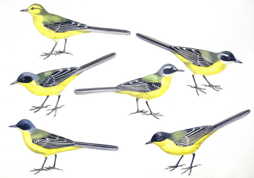 无人,站,横图,插画,白色背景,数码,科技,野生动物,阴影,科学,网络,鸟类,高光,几何,计算机图形,合成,图画,画,白色,自然,栖息,环境,电脑合成图,数码合成图,生物学,合成图,漫画,写实,具体,具象,黄鹡鸰,彩图,动物学