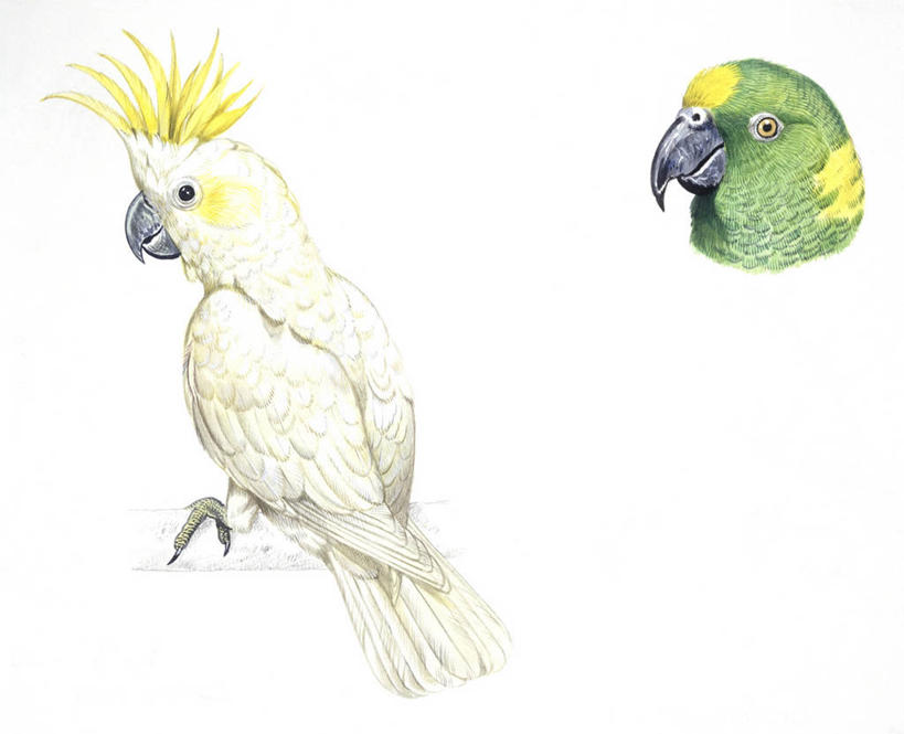 无人,横图,插画,白色背景,数码,科技,鸟,野生动物,鹦鹉,阴影,科学,网络,鸟类,高光,几何,计算机图形,合成,图画,画,白色,自然,动物,两只,可爱,活泼,环境,电脑合成图,数码合成图,生物学,合成图,漫画,写实,具体,具象,观赏鸟,热带鸟,凤头鹦鹉,彩图,动物学