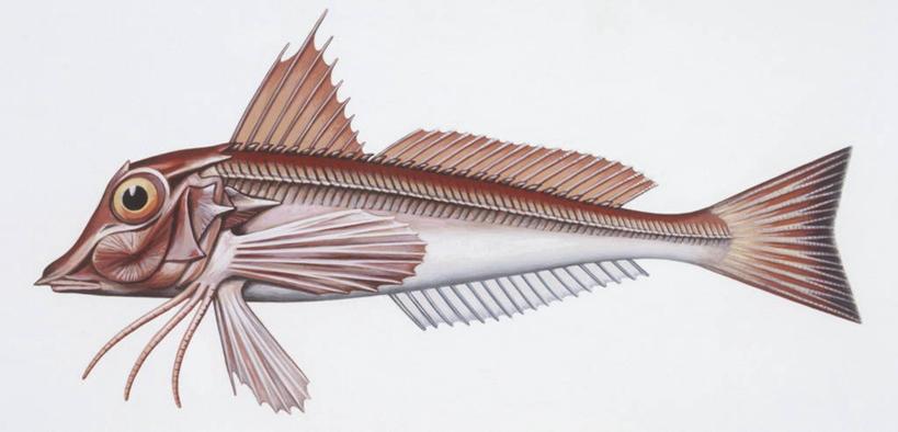 无人,横图,全景,插画,白色背景,侧面,数码,科技,鲶鱼,阴影,科学,网络,鱼,高光,几何,计算机图形,合成,图画,鱼类,画,白色,自然,动物,鲈鱼,环境,电脑合成图,数码合成图,生物学,鳍,合成图,漫画,写实,具体,具象,背鳍,花鲈,鲈板,鲈子鱼,彩图,动物学