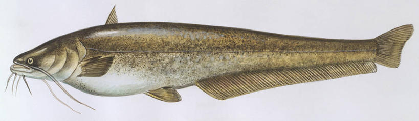 无人,横图,全景,插画,室内,白色背景,侧面,数码,科技,海洋,鲶鱼,野生动物,阴影,科学,网络,高光,几何,计算机图形,合成,图画,画,白色,自然,动物,打开,环境,电脑合成图,数码合成图,生物学,开启,合成图,漫画,写实,具体,具象,彩图,影棚拍摄,动物学