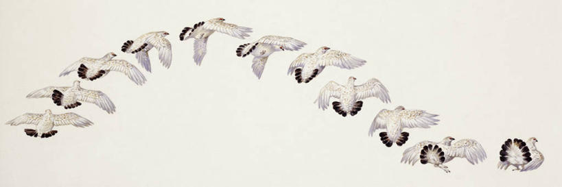 无人,横图,全景,插画,室外,白色背景,数码,科技,野生动物,阴影,科学,网络,高光,几何,计算机图形,合成,图画,飞,画,白色,自然,环境,电脑合成图,数码合成图,生物学,合成图,漫画,雷鸟,写实,具体,具象,岩雷鸟,彩图,鸡形目,动物学