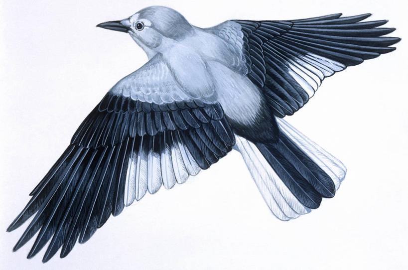 无人,横图,插画,白色背景,数码,科技,鸟,野生动物,阴影,科学,网络,翅膀,鸟类,高光,几何,计算机图形,合成,图画,飞,画,白色,自然,动物,栖息,环境,电脑合成图,数码合成图,生物学,合成图,漫画,写实,具体,具象,星鸦,彩图,动物学