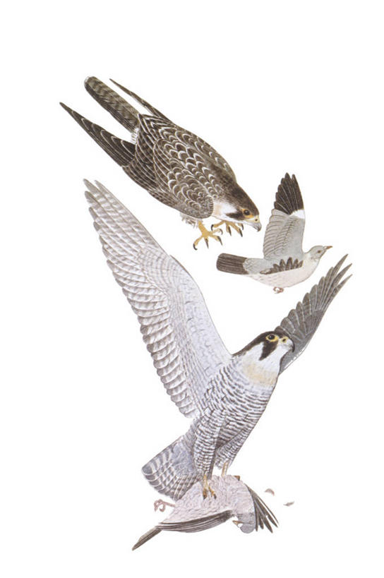 无人,竖图,插画,白色背景,数码,科技,野生动物,四只,阴影,科学,网络,翅膀,鸟类,捕食,高光,几何,计算机图形,合成,图画,飞,画,白色,自然,环境,电脑合成图,数码合成图,接,生物学,暴力,合成图,进攻,漫画,猎鹰,写实,具体,具象,游隼,受害者,彩图,动物学