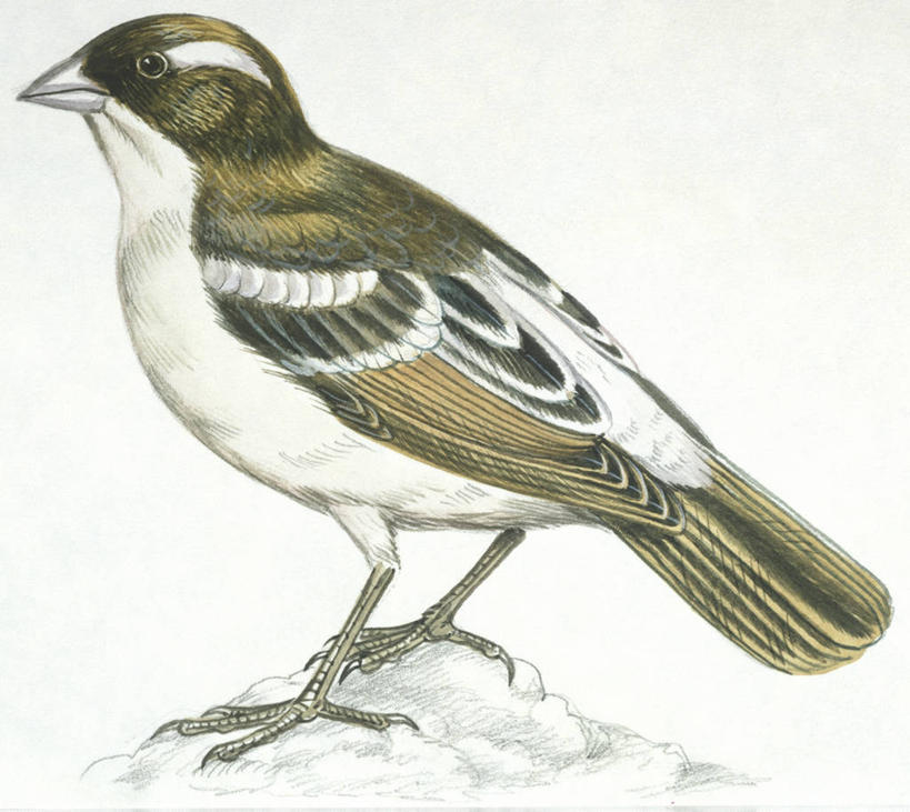 无人,站,横图,插画,白色背景,侧面,数码,科技,野生动物,阴影,科学,网络,鸟类,高光,几何,计算机图形,合成,图画,画,白色,自然,动物,栖息,环境,电脑合成图,数码合成图,生物学,合成图,漫画,写实,具体,具象,热带鸟,织巢鸟,彩图,动物学