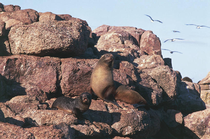无人,横图,室外,白天,哺乳动物,海豹,海鸟,海鸥,野生动物,科学,捕食,自然,动物,两只,摄影,环境,生物学,斑海豹,岩石,彩图,动物学