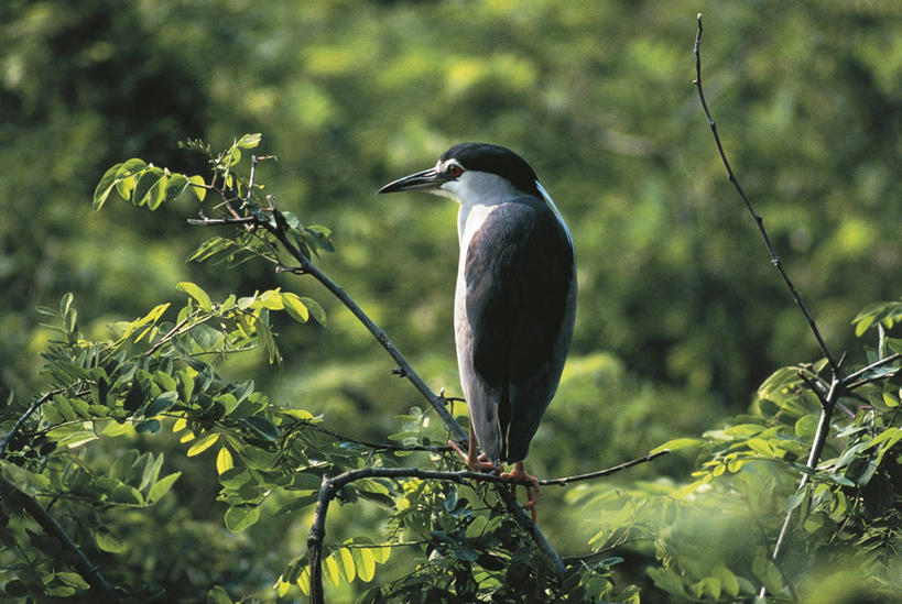 无人,横图,室外,白天,侧面,野生动物,科学,苍鹭,鸟类,枝,树,自然,动物,摄影,栖息,环境,生物学,鹳,夜鹭,彩图,动物学