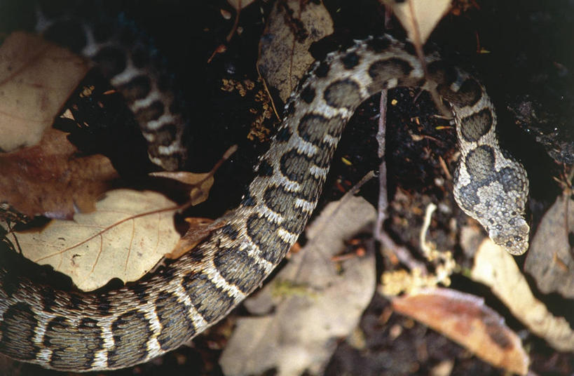 无人,横图,俯视,室外,野生动物,叶子,科学,蛇,斑点,枝,自然,动物,摄影,部分,环境,生物学,蝰蛇,嫩枝,式样,危险,彩图,高角度拍摄,动物学