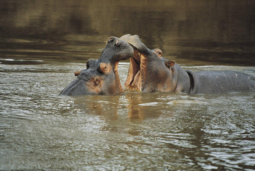 无人,横图,室外,白天,水,哺乳动物,河马,野生动物,科学,自然,动物,打开,两只,摄影,部分,环境,生物学,开启,打斗,偶蹄目,敌对,支配,彩图,动物行为,动物学