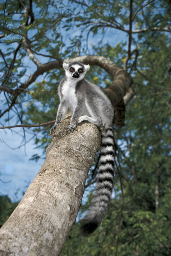 无人,坐,竖图,室外,白天,仰视,哺乳动物,野生动物,猴子,叶子,马达加斯加,条纹,科学,尾巴,枝,树干,自然,动物,摄影,环境,生物学,狐猴,灵长目,环尾狐猴,东非,式样,彩图,低角度拍摄,动物学