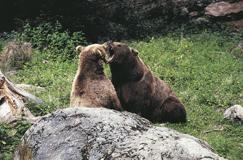 无人,坐,横图,室外,白天,森林,山脉,植物,哺乳动物,野生动物,熊,德国,科学,自然,动物,两只,面对面,力量,摄影,环境,生物学,打斗,中欧,敌对,支配,巴伐利亚,岩石,棕熊,彩图,动物行为,动物学