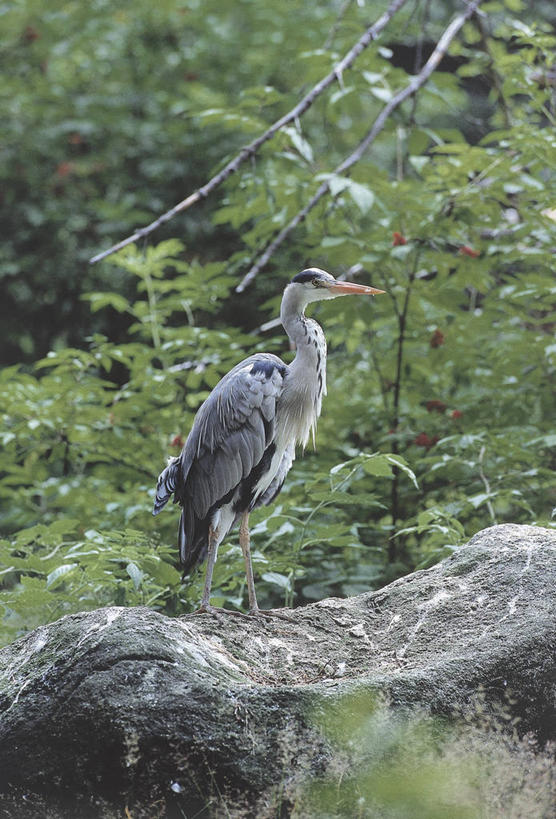 无人,站,竖图,室外,白天,侧面,森林,植物,鸟,野生动物,科学,苍鹭,鸟类,自然,动物,摄影,环境,生物学,鹳,灰鹳,岩石,彩图,动物学