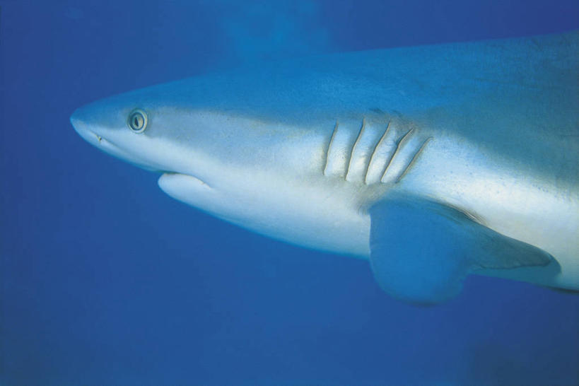 无人,横图,室外,特写,白天,侧面,水下,鲨鱼,野生动物,科学,捕食,蓝色,自然,动物,摄影,环境,生物学,威胁,机敏,危险,彩图,动物学,软骨鱼纲