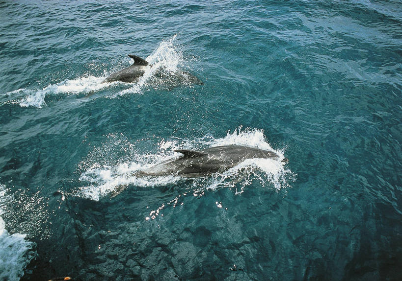 游泳,无人,横图,俯视,室外,白天,自由,海洋,水,哺乳动物,海豚,野生动物,科学,自然,动物,两只,乐趣,摄影,环境,生物学,享乐,鲸类,真海豚,彩图,高角度拍摄,动物行为,动物学