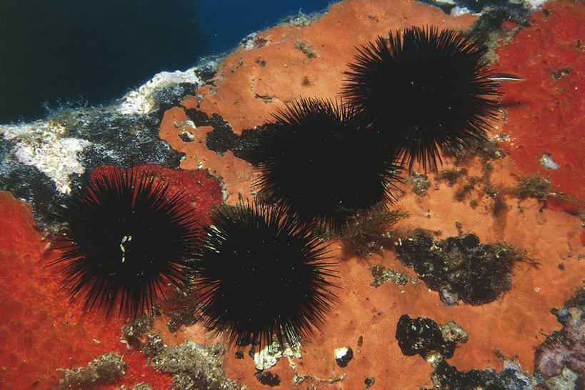 无人,横图,室外,水下,美景,海胆,野生动物,科学,景观,无脊椎动物,自然,景色,摄影,环境,锋利,生物学,尖锐,自然风光,棘皮动物,沙钱,彩图,动物学