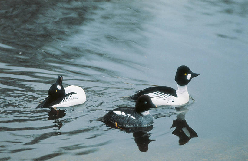 游泳,无人,横图,室外,白天,侧面,野生动物,三只,反射,科学,鸟类,池塘,自然,动物,放松,摄影,环境,生物学,鹊鸭,彩图,动物学