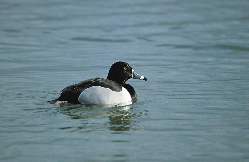 游泳,无人,横图,室外,白天,野生动物,反射,科学,鸟类,池塘,自然,动物,放松,摄影,环境,生物学,鹊鸭,彩图,动物学