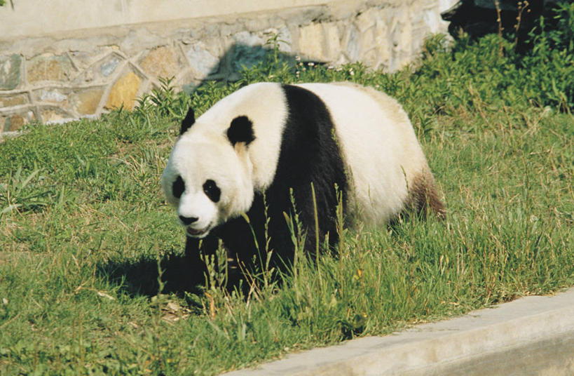 无人,动物园,横图,竖图,室外,白天,正面,哺乳动物,野生动物,熊,熊猫,中国,科学,草,动物,摄影,生物学,近景,大熊猫,东亚,濒危物种,步行,彩图,动物学