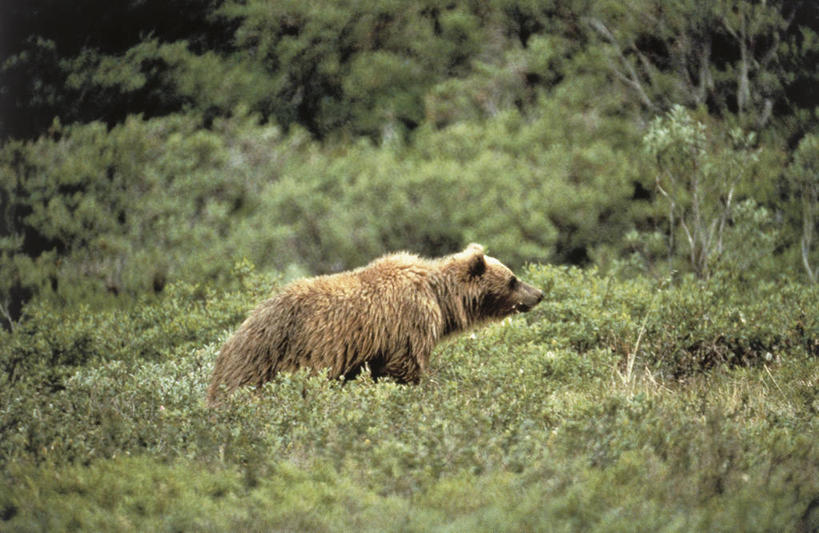 无人,横图,室外,白天,侧面,哺乳动物,野生动物,熊,科学,自然,动物,摄影,灌木,环境,生物学,近景,棕熊,步行,彩图,动物学