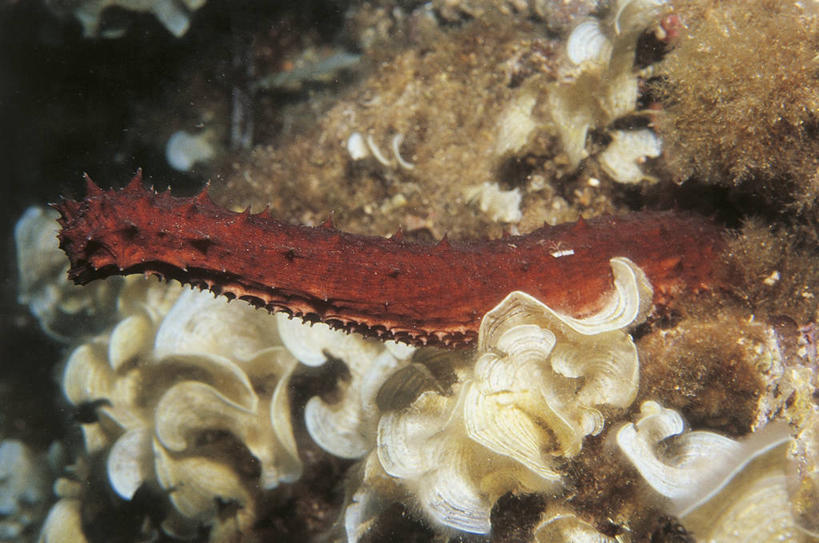 无人,横图,室外,水下,野生动物,科学,珊瑚,无脊椎动物,自然,动物,摄影,海参,环境,生物学,棘皮动物,彩图,动物学