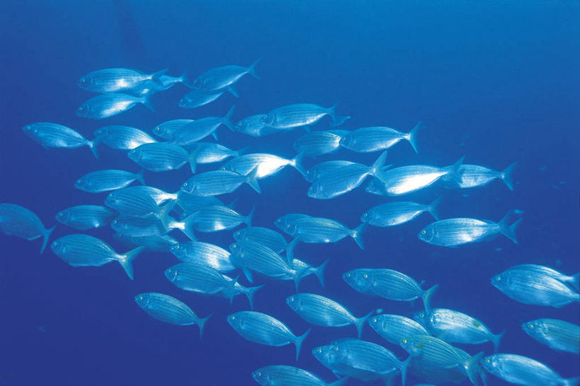 无人,横图,水下,野生动物,一群,许多,科学,鱼,鱼群,很多,鱼类,蓝色,摄影,鲈鱼,生物学,花鲈,鲈板,鲈子鱼,一致,彩图,动物学