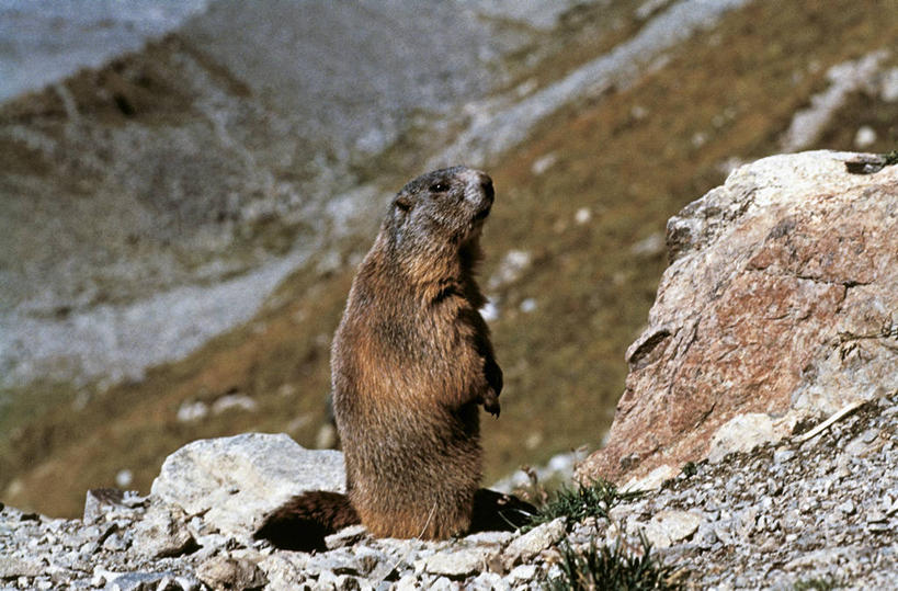 无人,站,横图,室外,白天,山,哺乳动物,野生动物,科学,自然,动物,可爱,摄影,活泼,环境,生物学,土拨鼠,旱獭,机敏,天竺鼠,自然地理,岩石,彩图,动物学