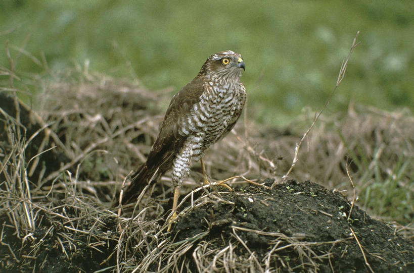 无人,站,横图,室外,白天,野生动物,科学,鸟类,泥土,草,自然,动物,摄影,环境,生物学,雀鹰,彩图,动物学