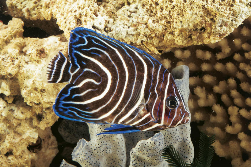 游泳,无人,横图,室外,白天,侧面,水下,美景,热带鱼,条纹,科学,鱼,景观,鱼类,水族馆,自然,动物,景色,摄影,鲈鱼,生物学,自然风光,蓝刺蝶鱼,花鲈,鲈板,鲈子鱼,式样,彩图,动物学