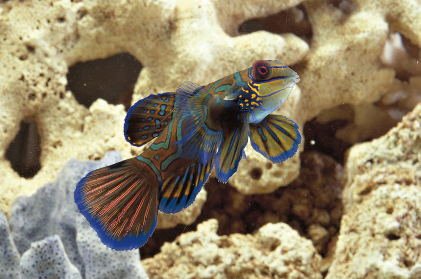 游泳,无人,横图,室外,白天,侧面,水下,美景,科学,鱼,珊瑚,景观,鱼类,水族馆,自然,动物,景色,摄影,鲈鱼,生物学,自然风光,咸水鱼,花鲈,鲈板,鲈子鱼,鳜鱼,式样,彩图,动物学