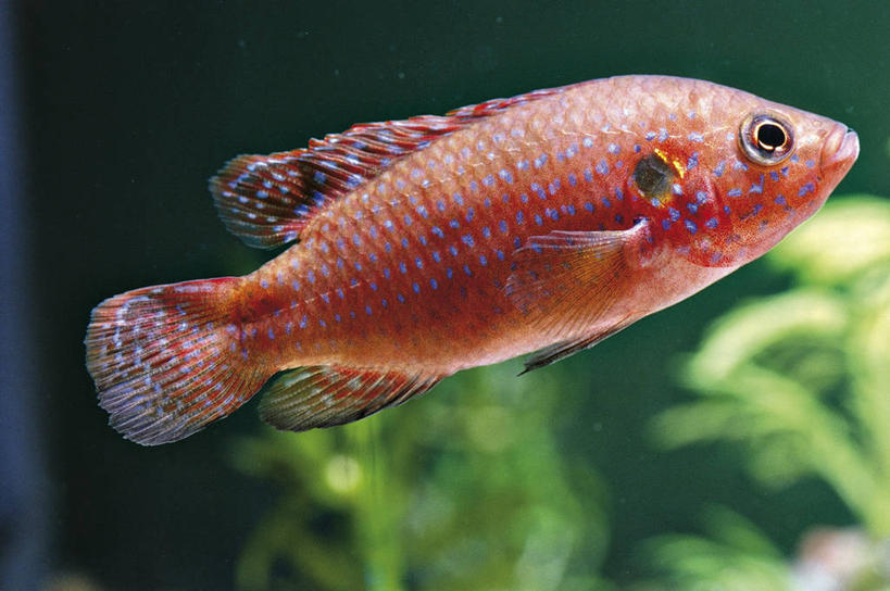 游泳,无人,横图,特写,侧面,水下,科学,鱼,斑点,鱼类,水族馆,动物,摄影,鲈鱼,生物学,花鲈,鲈板,鲈子鱼,式样,丽体鱼,彩图,动物学