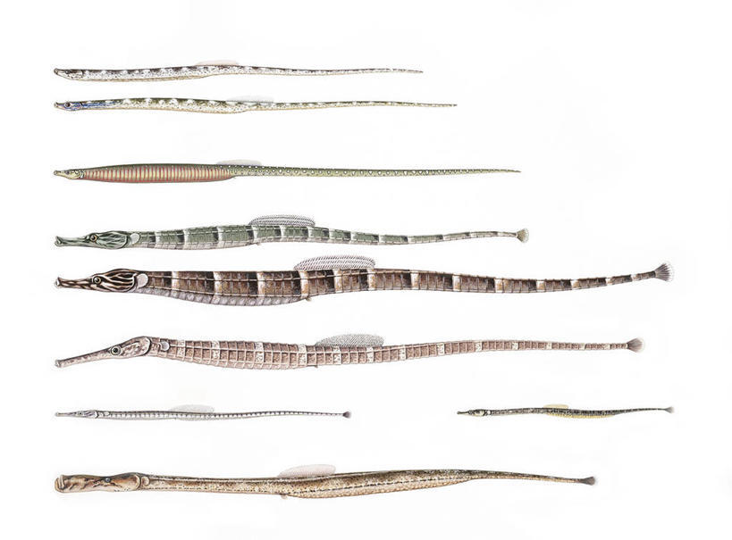 无人,横图,插画,白色背景,数码,科技,热带鱼,野生动物,一排,一群,许多,阴影,整齐,科学,网络,很多,高光,几何,计算机图形,合成,图画,画,排列,白色,自然,多样,海马,环境,电脑合成图,数码合成图,生物学,合成图,队列,漫画,写实,具体,具象,剃刀鱼,彩图,动物学