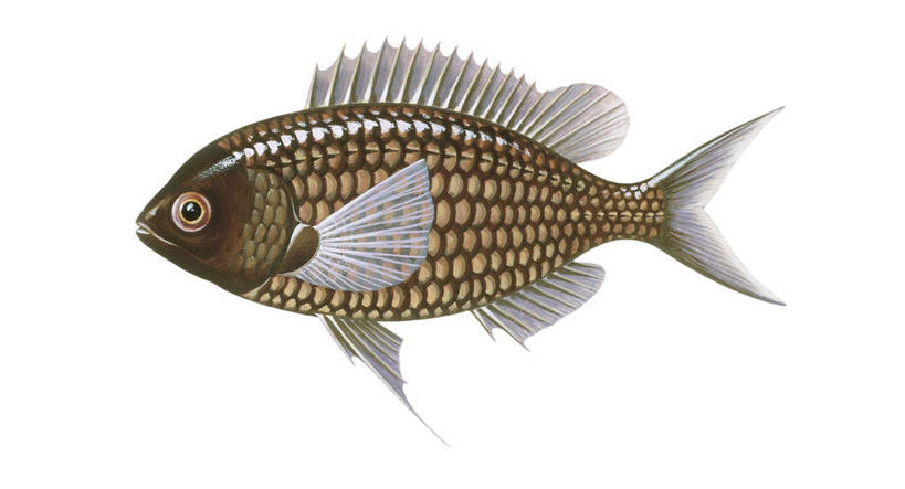 无人,横图,插画,白色背景,侧面,数码,科技,热带鱼,野生动物,阴影,科学,网络,鱼,高光,几何,计算机图形,合成,图画,鱼类,画,白色,自然,动物,鲈鱼,雀鲷,环境,电脑合成图,数码合成图,生物学,合成图,漫画,写实,具体,具象,花鲈,鲈板,鲈子鱼,彩图,鳃鱼,动物学