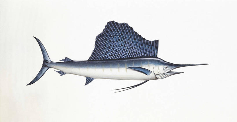 无人,横图,插画,白色背景,侧面,数码,科技,野生动物,阴影,科学,网络,鱼,高光,几何,计算机图形,合成,图画,鱼类,画,白色,自然,动物,鲈鱼,环境,电脑合成图,数码合成图,生物学,鳍,合成图,漫画,旗鱼,写实,具体,具象,背鳍,花鲈,鲈板,鲈子鱼,彩图,动物学