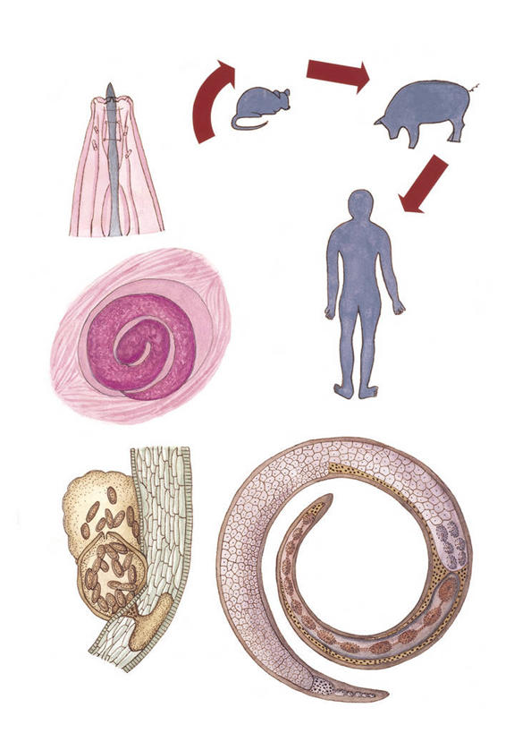 无人,竖图,插画,白色背景,数码,科技,指示牌,阴影,科学,网络,标志,图表,文字,高光,几何,计算机图形,合成,图画,方向,标识,无脊椎动物,箭头,画,白色,自然,环境,电脑合成图,数码合成图,生物学,指向,合成图,漫画,写实,具体,具象,簇,蠕虫,蛔虫,线虫,彩图,动物学