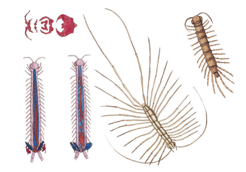 无人,横图,插画,数码,科技,野生动物,四只,阴影,科学,网络,高光,几何,计算机图形,合成,图画,画,自然,环境,电脑合成图,数码合成图,生物学,合成图,节肢动物,漫画,蜈蚣,写实,具体,具象,彩图,动物学