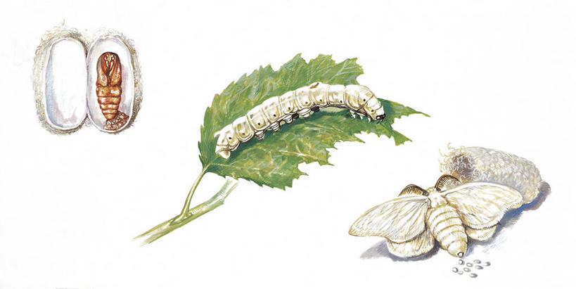 无人,横图,插画,室外,白天,白色背景,数码,科技,野生动物,蝴蝶,叶子,三只,阴影,科学,网络,昆虫,蚕,高光,几何,计算机图形,合成,图画,画,白色,自然,动物,茧,环境,电脑合成图,数码合成图,生物学,合成图,蛾,改变,节肢动物,幼虫,漫画,发展,写实,具体,具象,毛虫,彩图,动物学