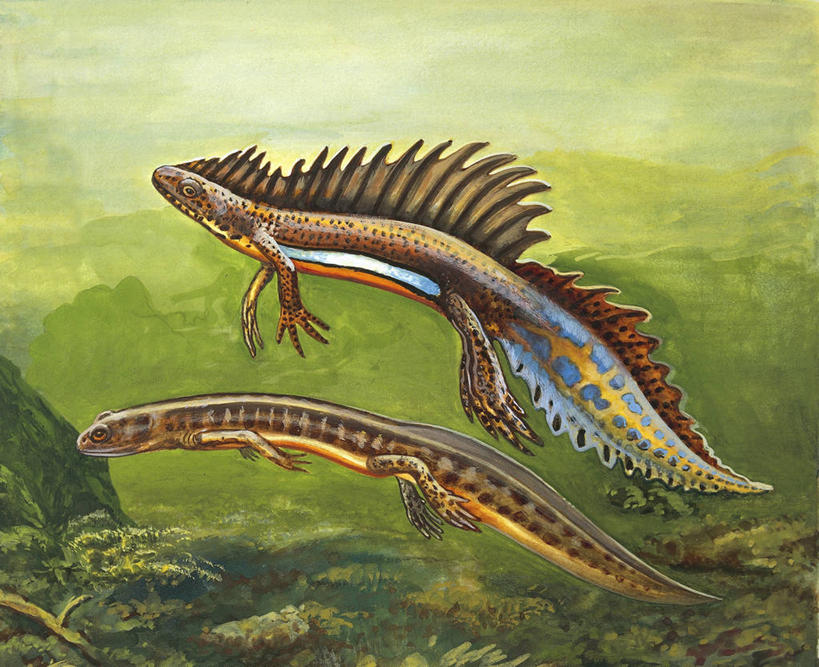 无人,横图,插画,室外,白天,侧面,数码,科技,水下,野生动物,阴影,科学,网络,高光,几何,计算机图形,合成,图画,画,自然,动物,两只,环境,电脑合成图,数码合成图,生物学,合成图,漫画,写实,具体,具象,火蜥蜴,彩图,动物学