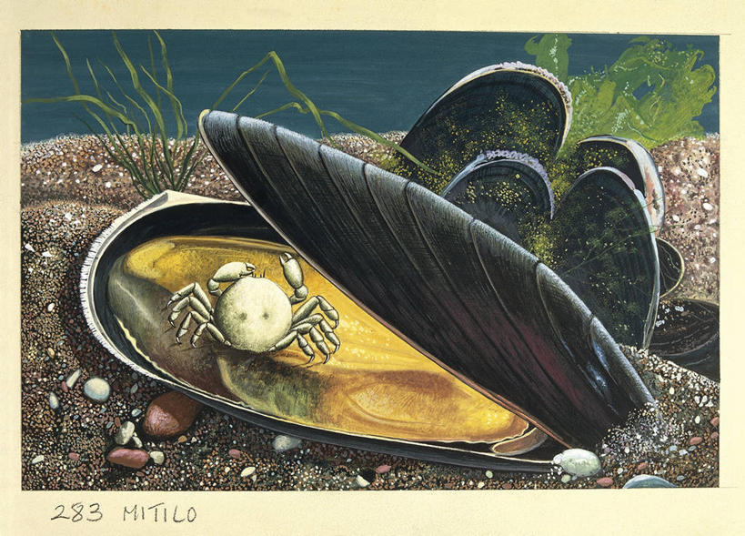 无人,横图,插画,室外,白天,数码,科技,水下,野生动物,阴影,科学,网络,螃蟹,高光,几何,计算机图形,合成,图画,画,自然,软体动物,环境,电脑合成图,数码合成图,生物学,合成图,贻贝,漫画,写实,具体,具象,彩图,双壳贝,动物学