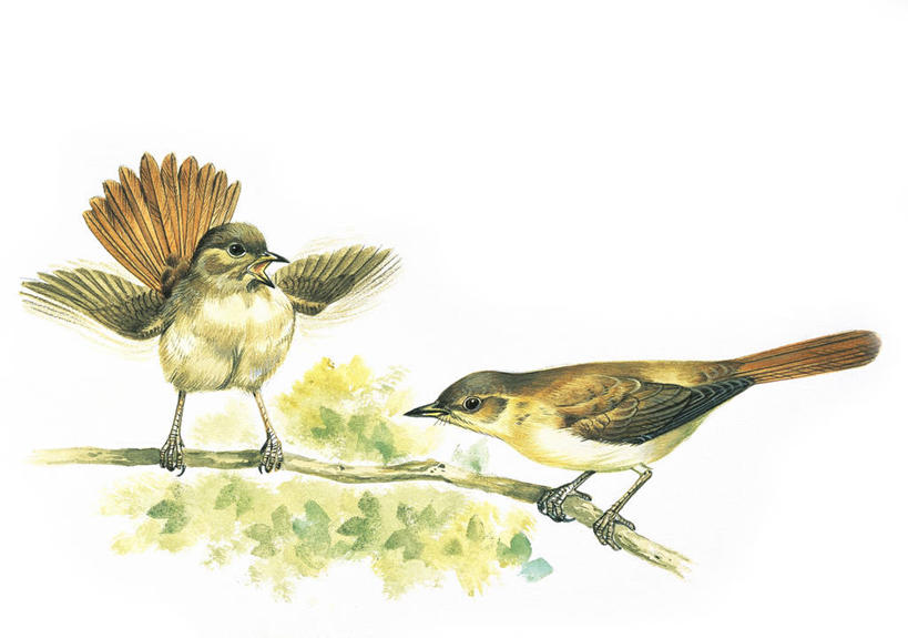 无人,坐,横图,插画,室外,白色背景,数码,科技,野生动物,阴影,科学,网络,翅膀,鸟类,夜莺,枝,高光,几何,计算机图形,合成,图画,画,白色,自然,动物,两只,栖息,环境,电脑合成图,数码合成图,生物学,合成图,漫画,喙,写实,具体,具象,彩图,动物学