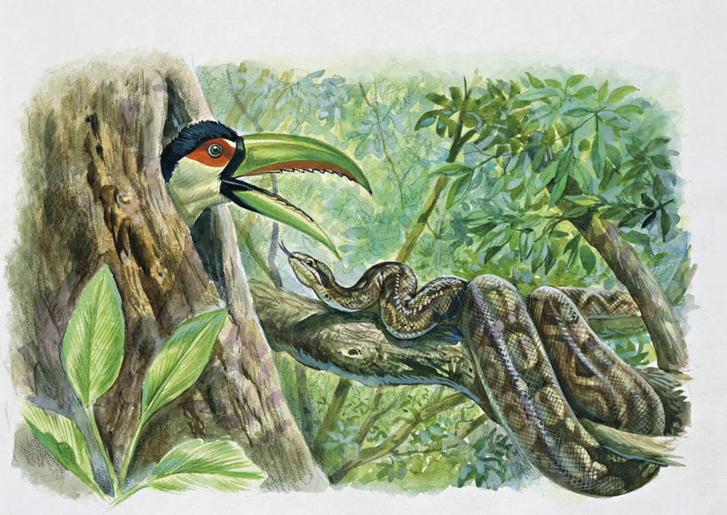 无人,横图,插画,室外,白色背景,风险,数码,科技,森林,野生动物,叶子,阴影,科学,网络,蟒蛇,鸟类,爬行动物,蛇,鸟巢,高光,几何,计算机图形,合成,图画,画,树,树干,白色,自然,动物,两只,部分,环境,电脑合成图,数码合成图,生物学,隐藏,威胁,合成图,冷血动物,防守,进攻,凶猛,脊椎动物,长虫,漫画,喙,巨嘴鸟,写实,具体,具象,热带鸟,体育活动,红胸巨嘴鸟,残暴,凶残,彩图,冷血,动物学