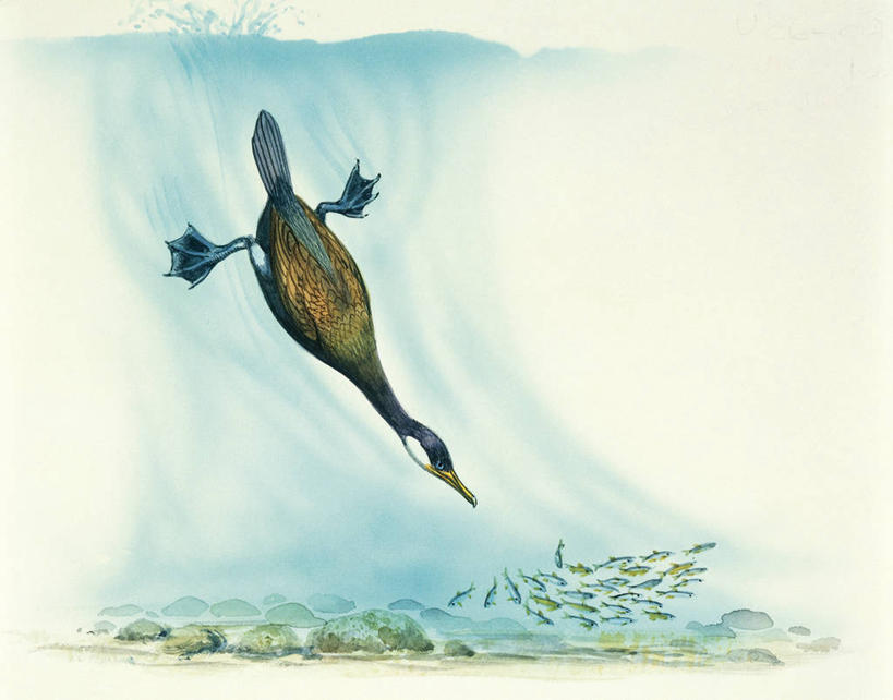 跳水,无人,横图,插画,室外,白色背景,数码,科技,水下,海鸟,野生动物,一群,许多,阴影,溅,科学,网络,鸬鹚,鸟类,鱼群,很多,高光,几何,计算机图形,合成,图画,鱼类,画,白色,自然,环境,电脑合成图,数码合成图,生物学,合成图,漫画,蹼足,写实,具体,具象,彩图,动物学